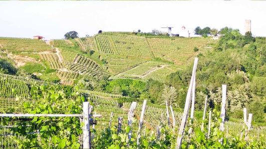 Noahs ark - redning af det nordlige Piemonte
