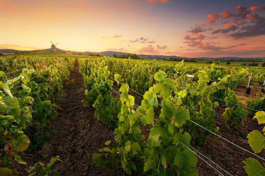 Beaujolais - Seriøs sommersaft for voksne