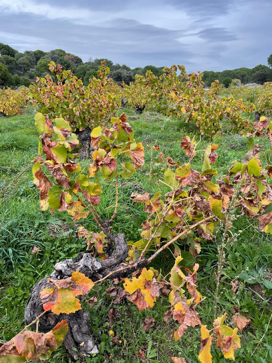 Genial Granit Grenache! - Sierre de Gredos