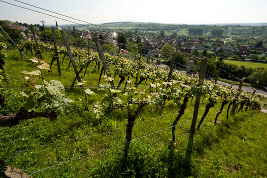 Forårsfornemmelser i Franken - Silvaner fra Zehnthof Luckert