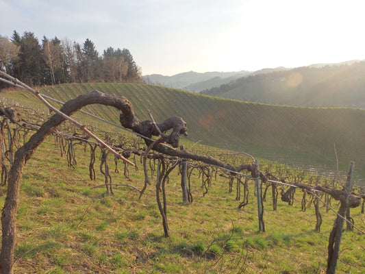 Roland Tauss - analog terroirist i Steiermark