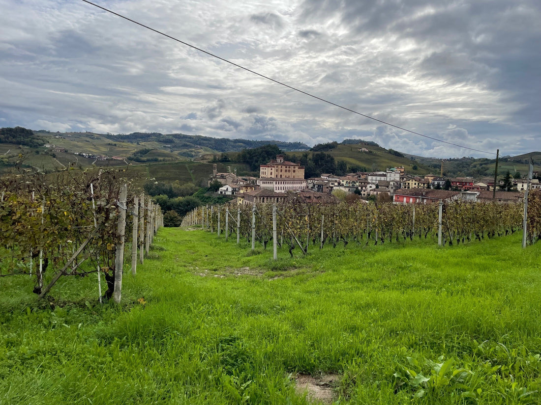 Barolo 2021 - elektrisk og elegant top årgang