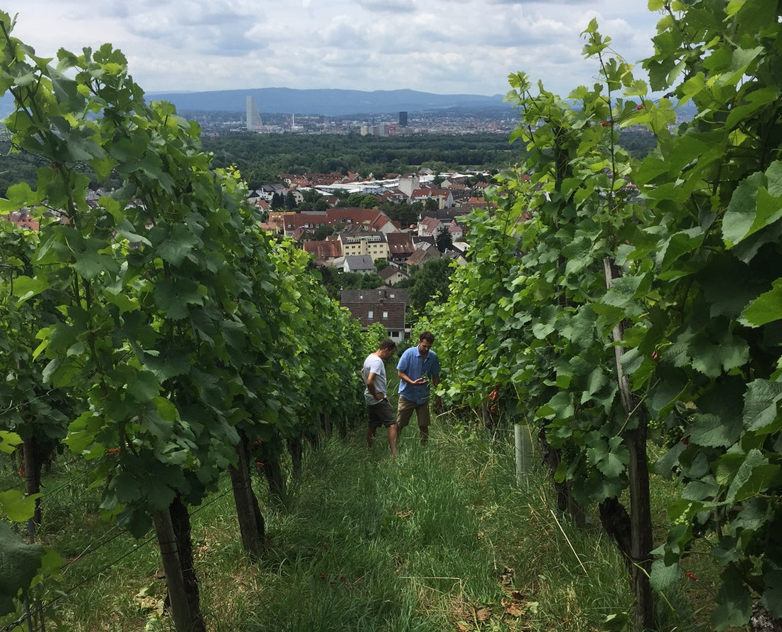 Weingut Schneider – historien om det perfekte klima og tysk Pinot Noir på toppen