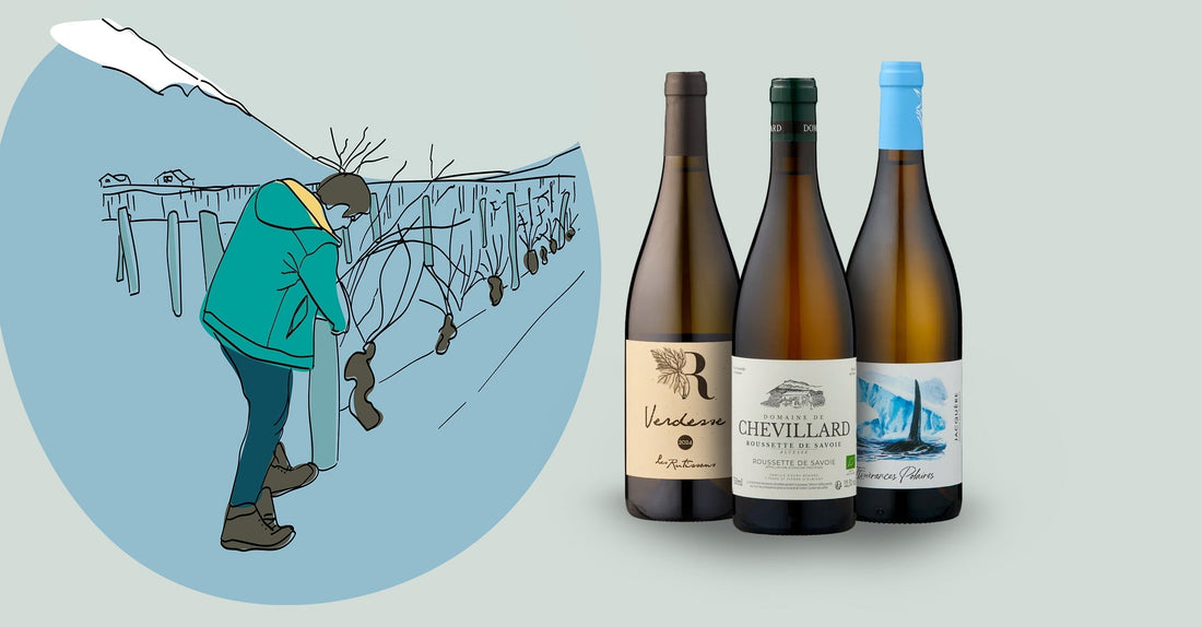 Revolution i Savoie og Isere - Cool bjergvine fra foden af Alperne